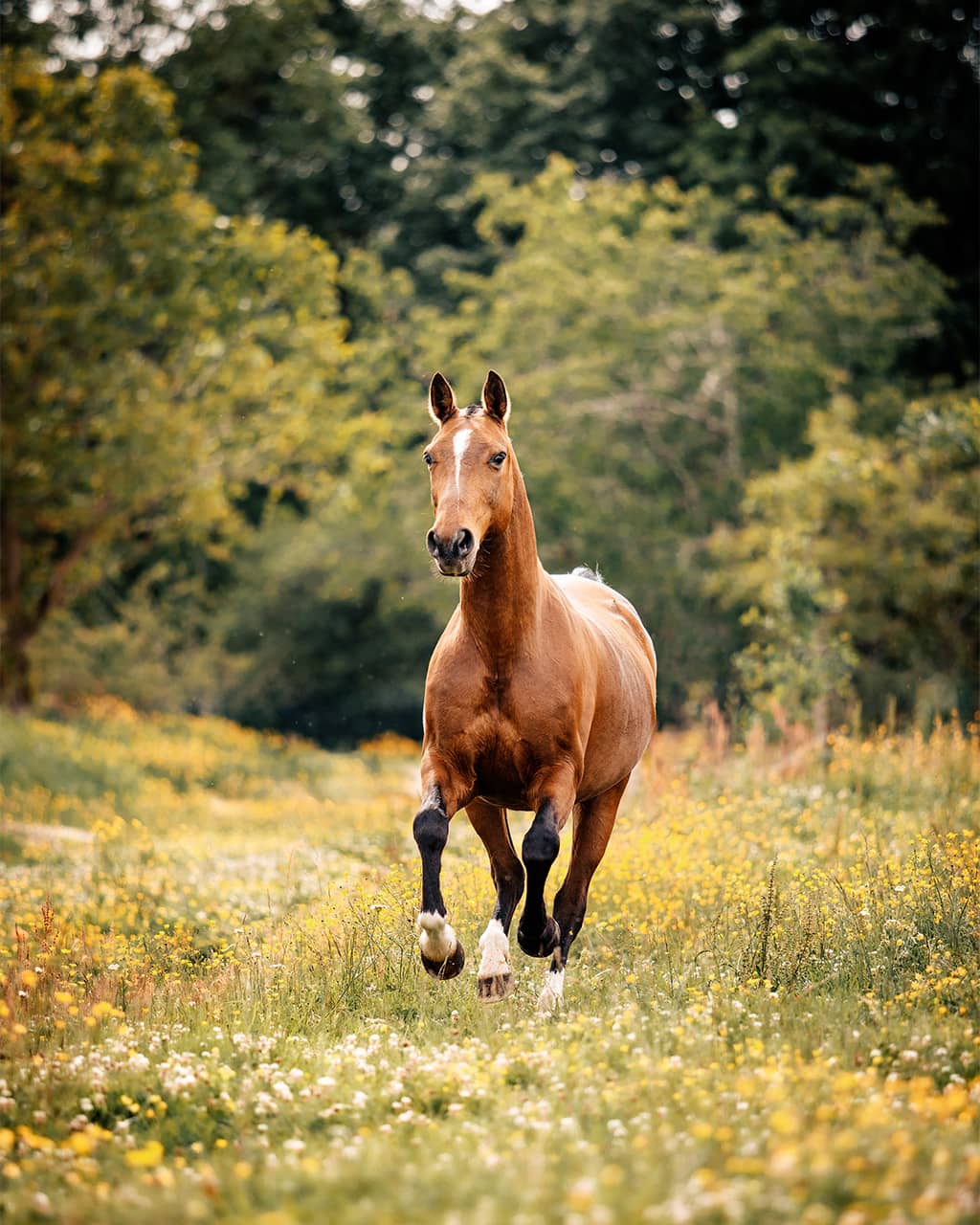 Portrait cheval bai au galop dans un champ