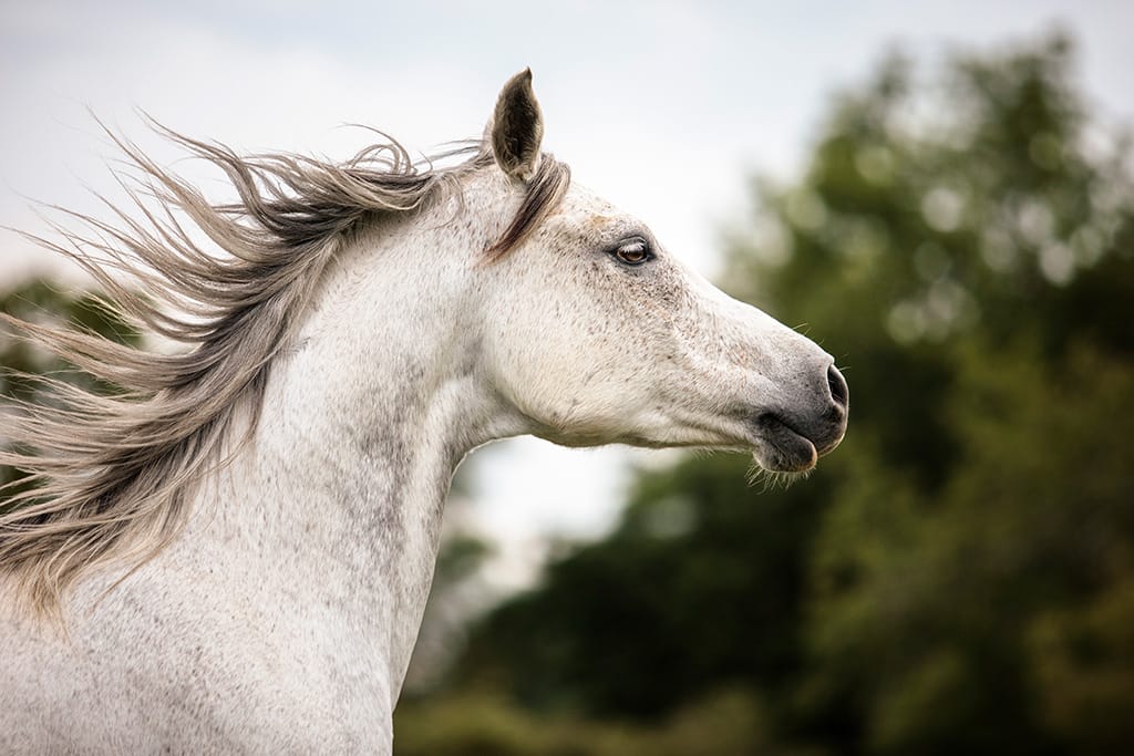 tête cheval arabe gris cours de photographie Faustine Gauchet