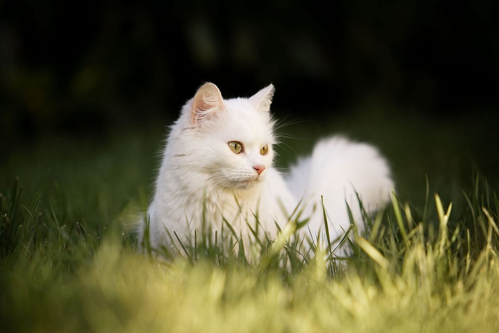 Photographie animalière - Chat blanc dans la nature