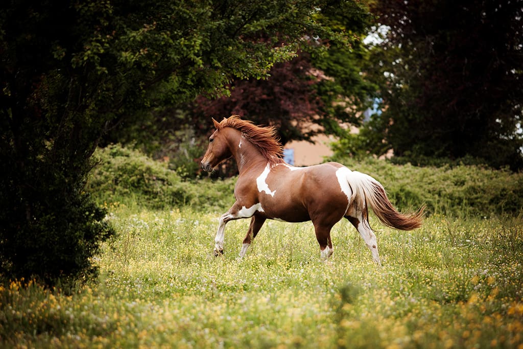 cheval pie au galop dans un champ photo: Faustine Gauchet