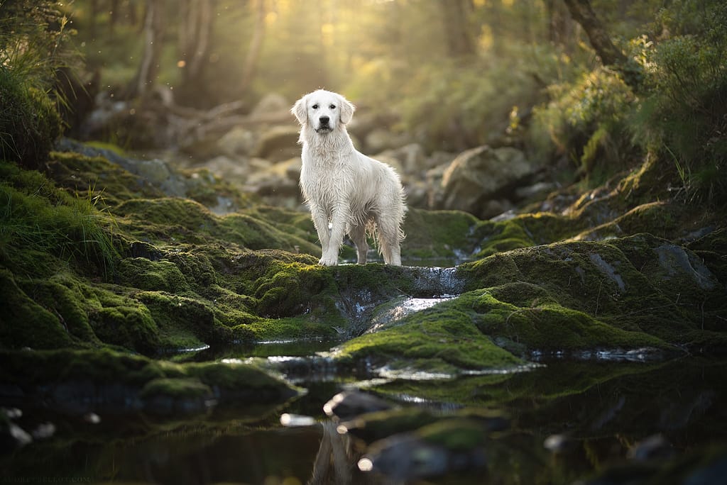un labrador pose au milieu d'une cascade de mousse verte en foret