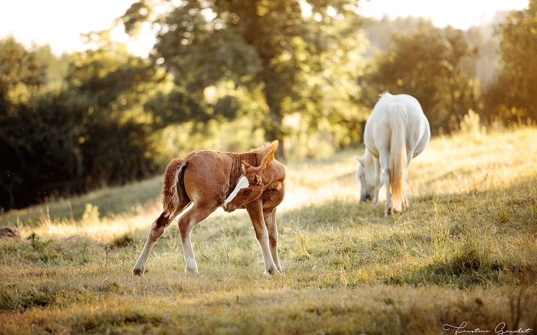 Reportage photo pour un élevage de chevaux