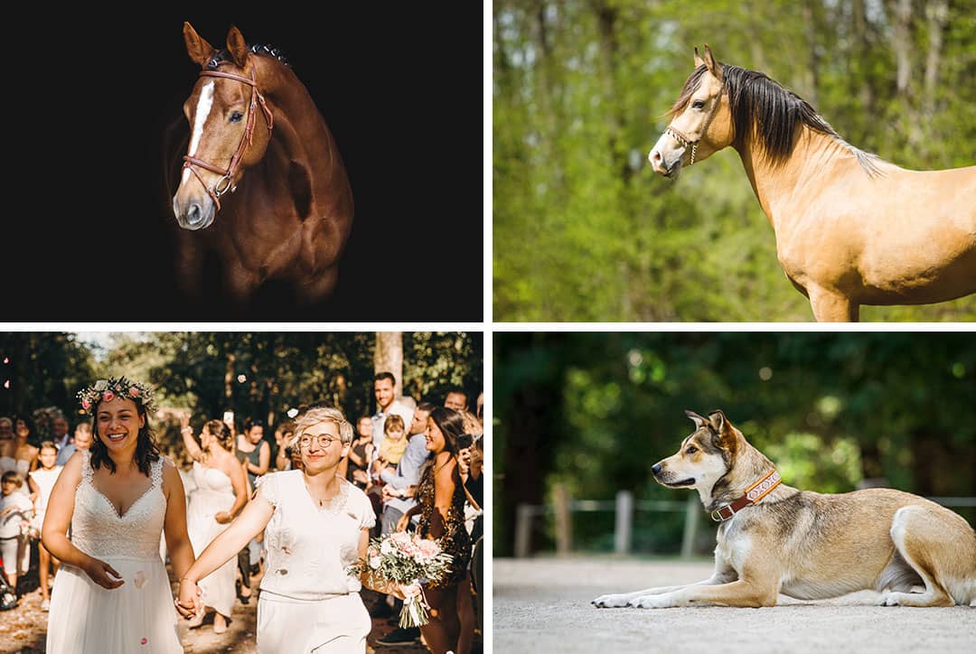photo de chevaux, mariage, produit Horse & Ropes