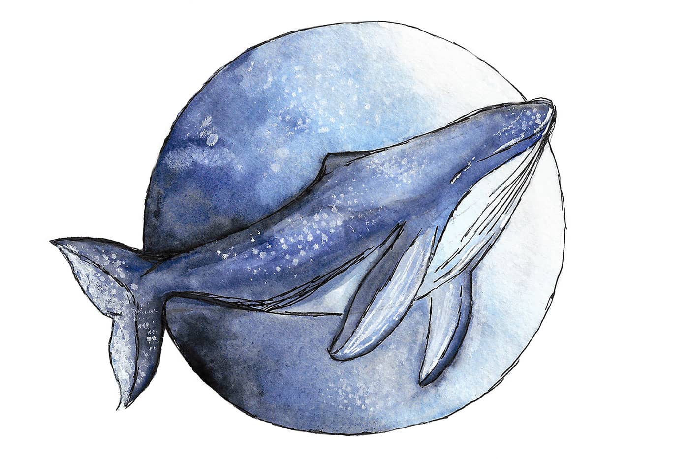 Aquarelle d'une baleine - Faustine Gauchet
