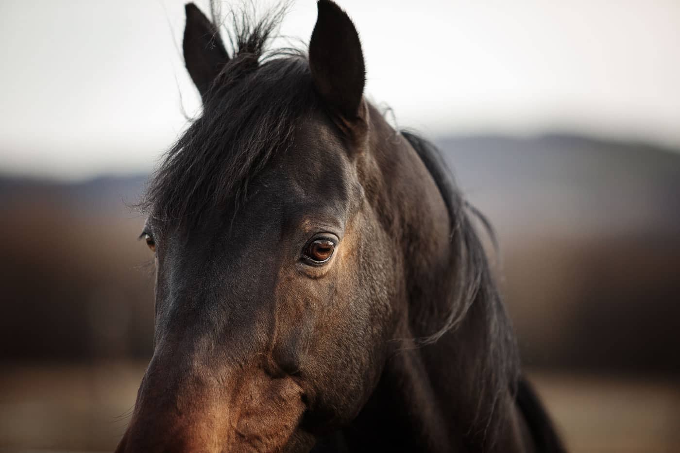 Détail, oeil d'un cheval - Faustine Gauchet