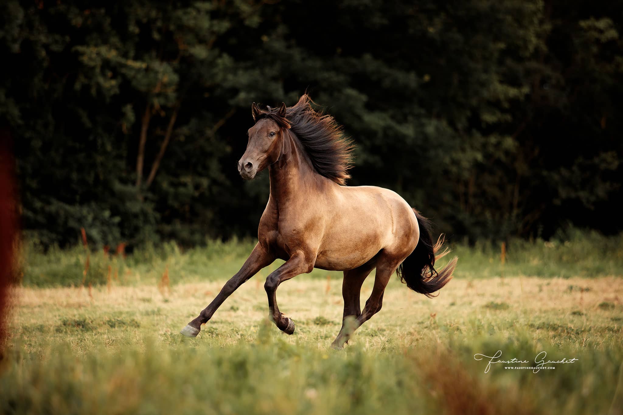 cheval lusitanien au galop dans un champ cours de photographie équine