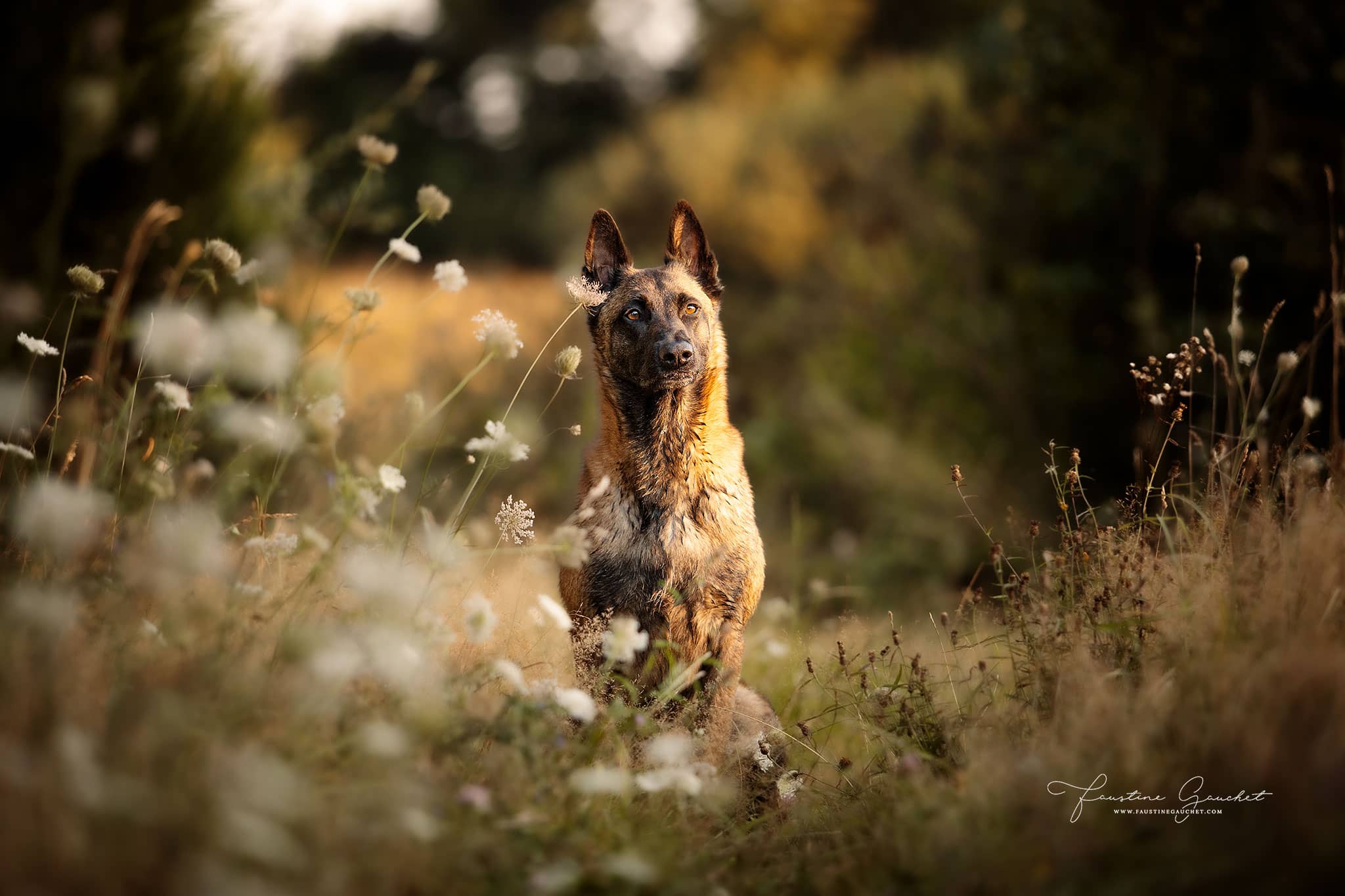 portrait berger belge malinois, Faustine Gauchet photographe chien