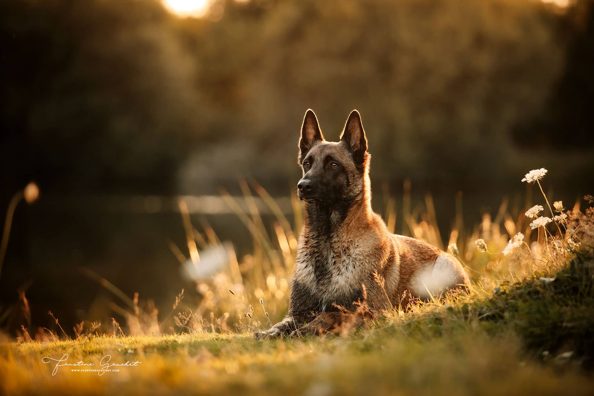 photo canine berger belge malinois coucher du soleil et étang Faustine Gauchet Photographe