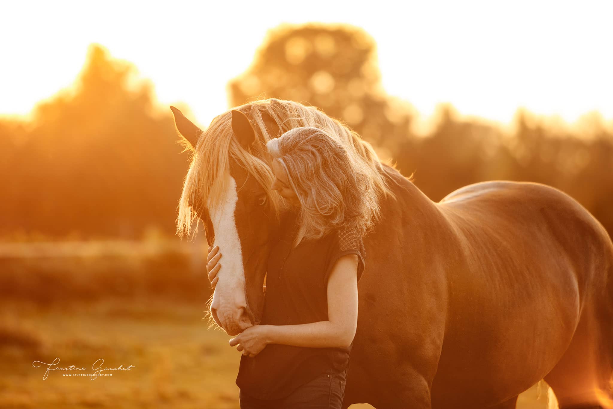 cheval welsh cob au coucher du soleil avec sa cavalière