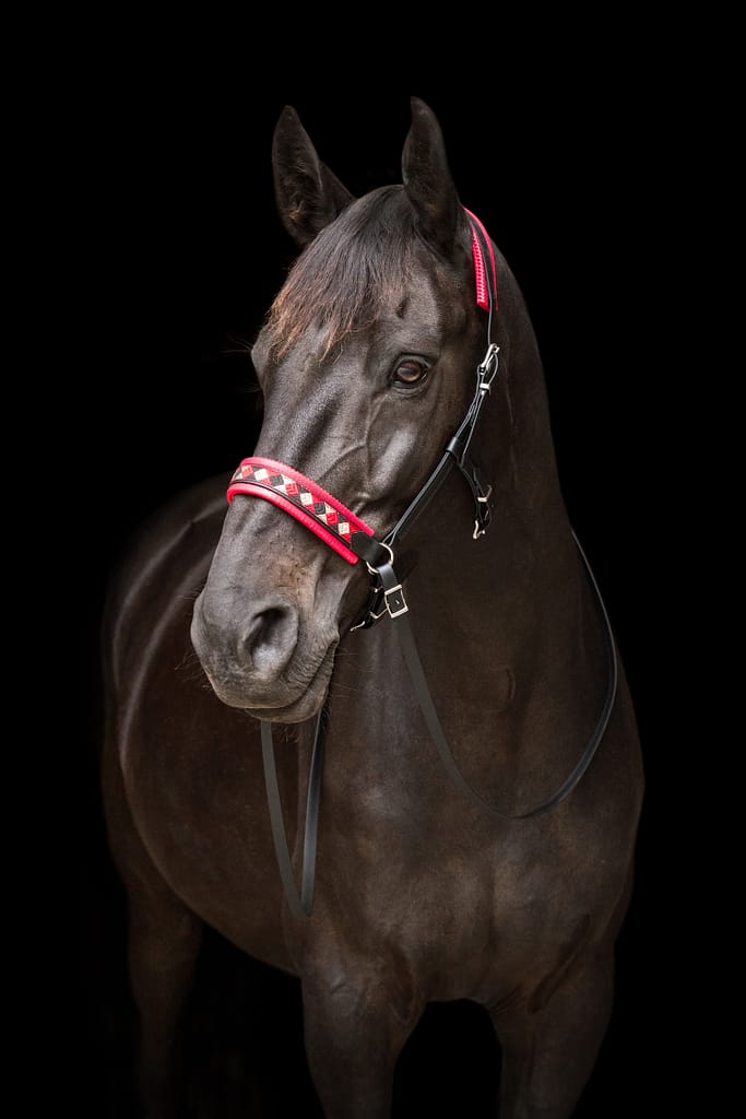Cheval sur fond noir portant un side-pull biothane de la marque Horse & Ropes