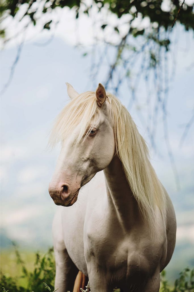 Portrait équin - Photographie équestre - Edoras cheval cremello yeux bleus