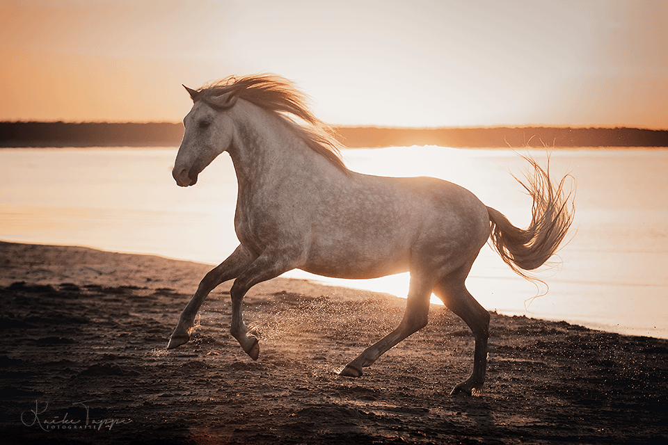 cheval au galop sur la plage, en coucher de soleil