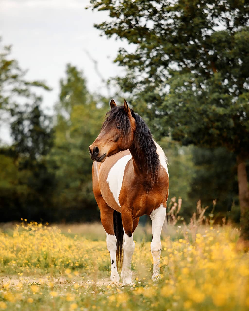 portrait d'un cheval pie dans les fleurs jaunes photo: Faustine Gauchet