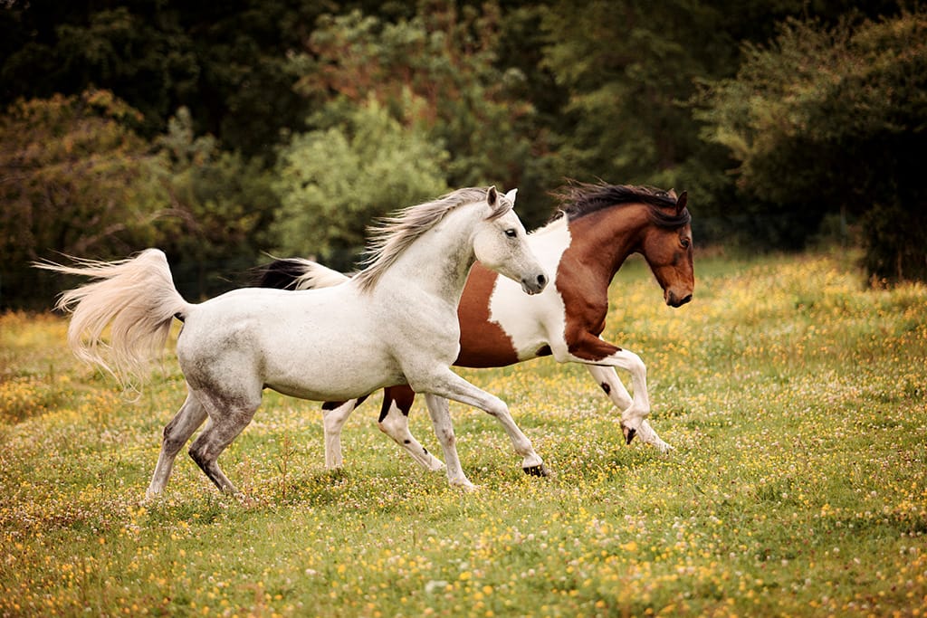 Deux chevaux au galop, cours de photographie équine Faustine Gauchet