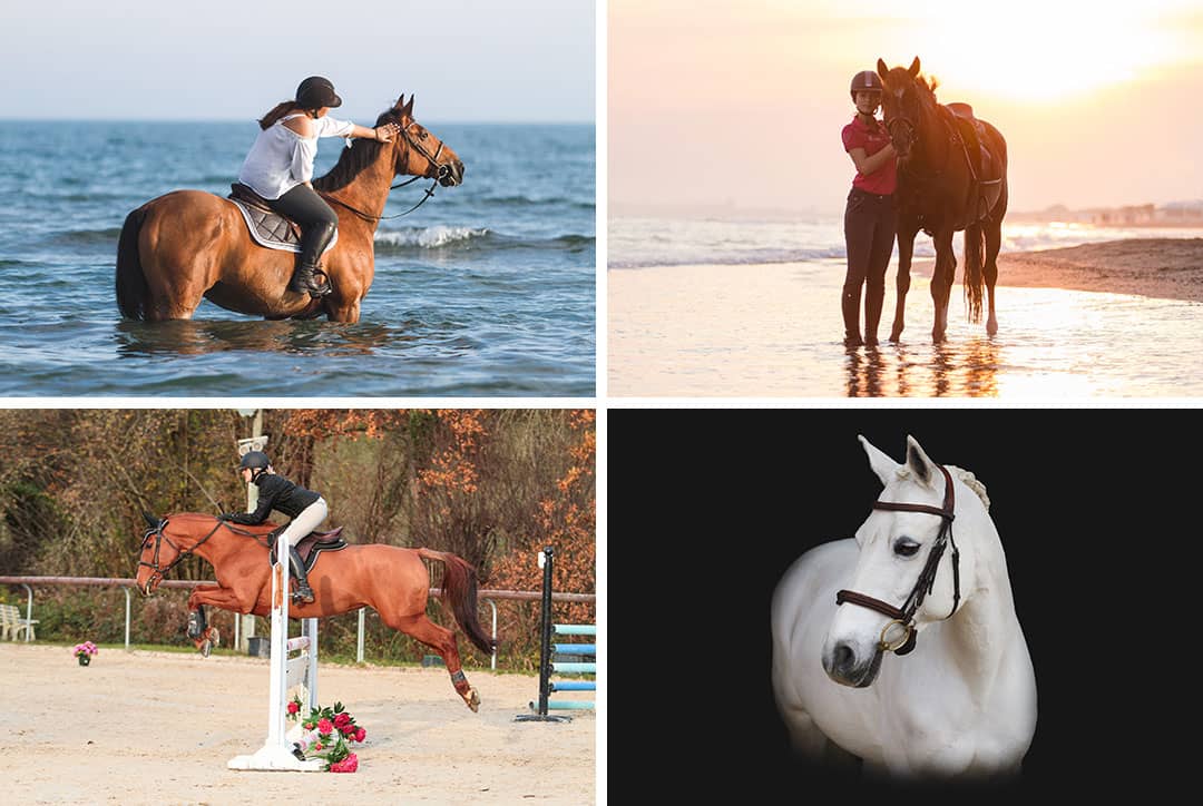 Photo de chevaux : plage, concours, fond noir