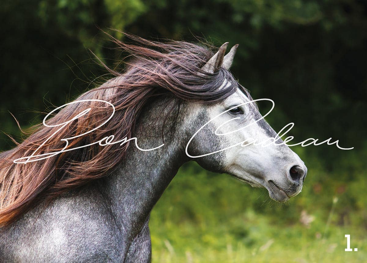bon cadeau photo - Faustine Gauchet - design cheval