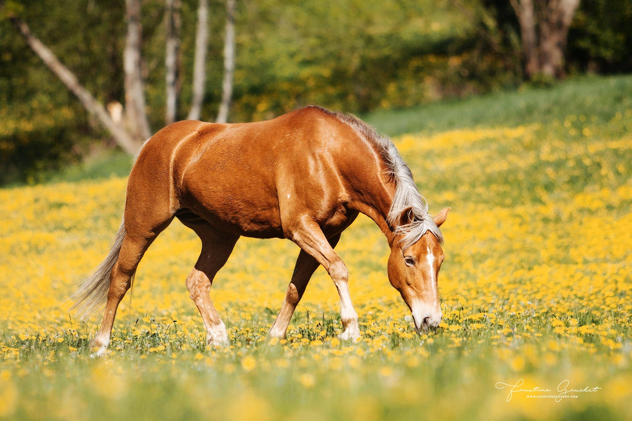 cheval en liberté dans un champ de fleur photo au printemps