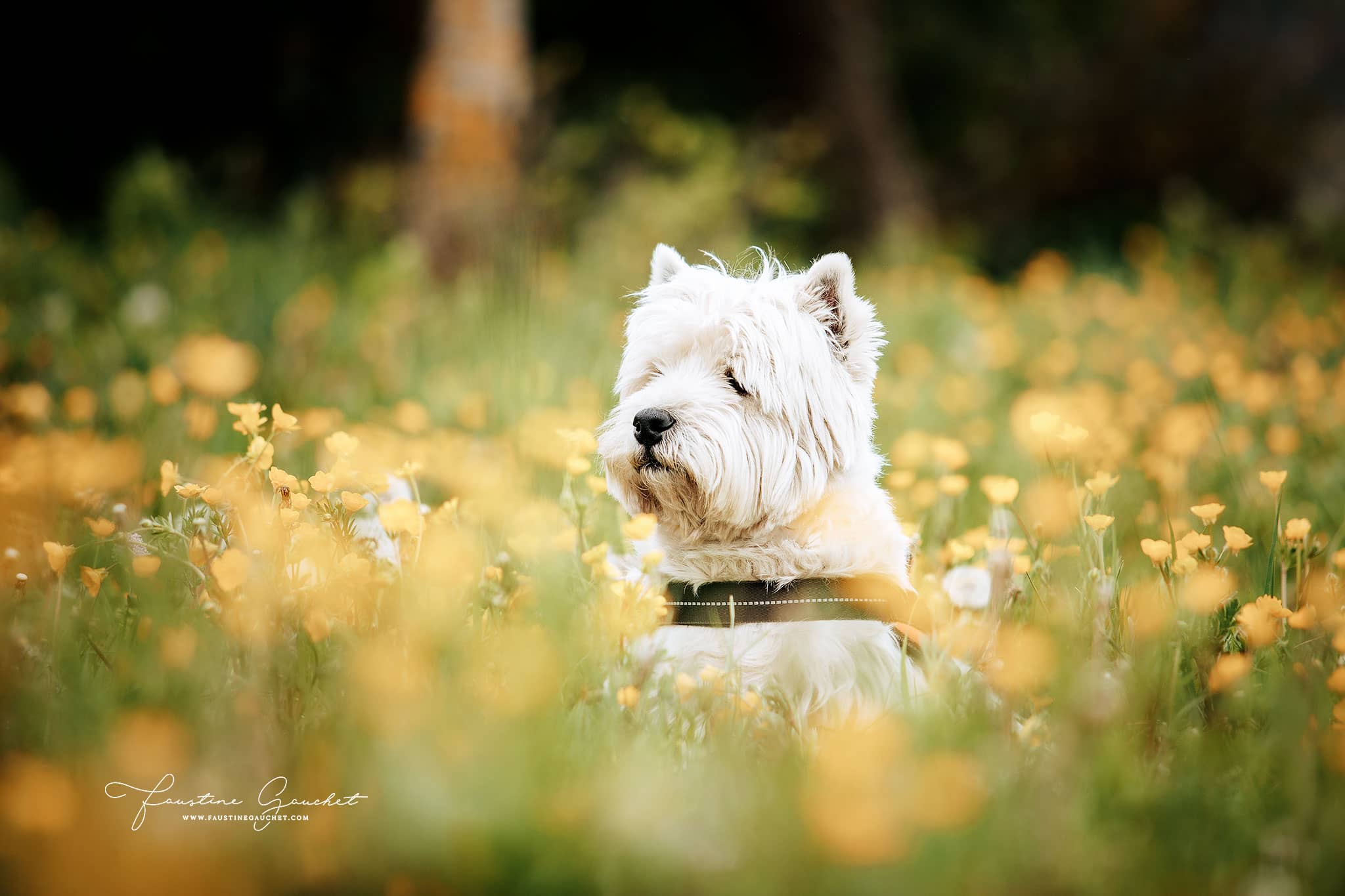 petit chien blanc dans un champ de fleurs jaunes séance photo canine